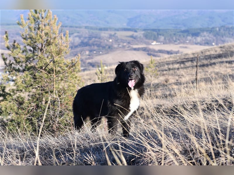 Vanko
