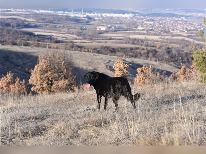 Zvezdi
