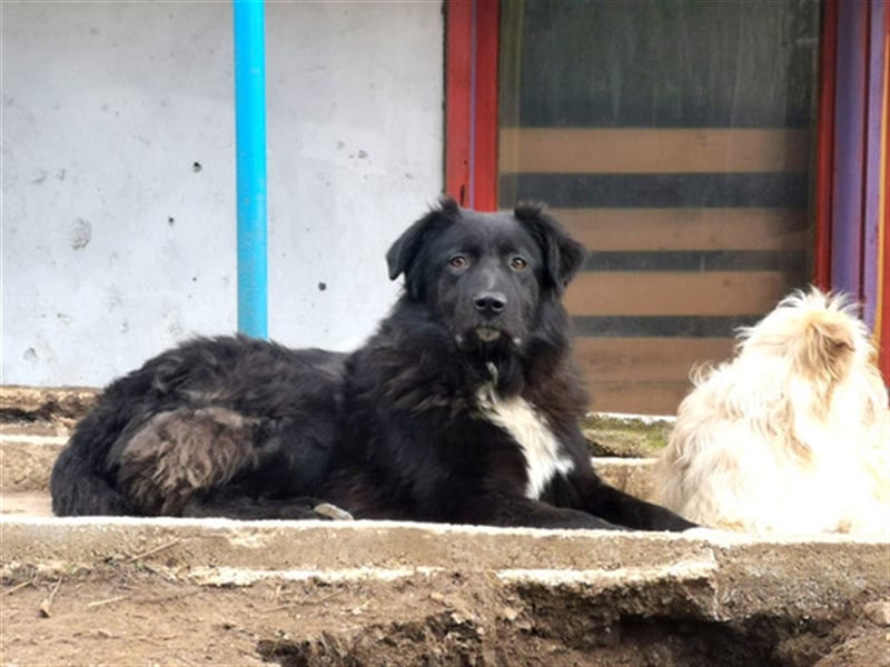 Vanko