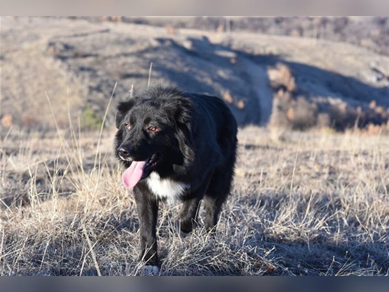 Vanko