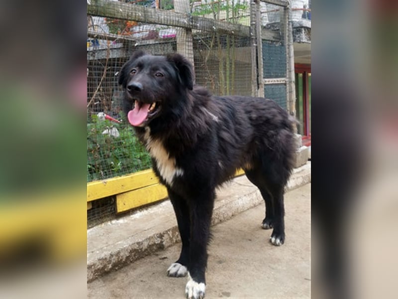 Vanko