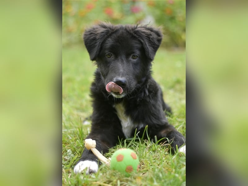 Vanko