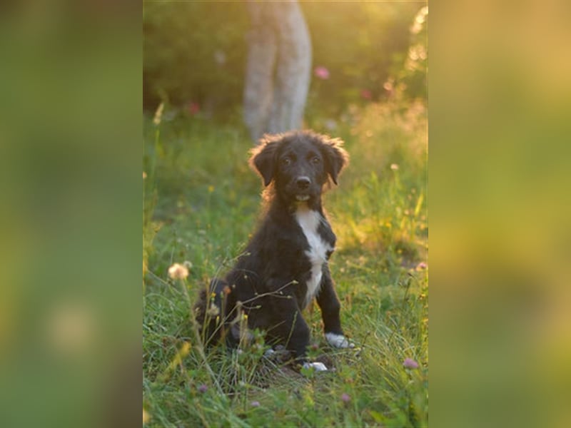 Vanko