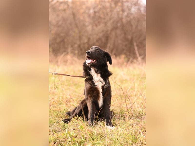 Vanko