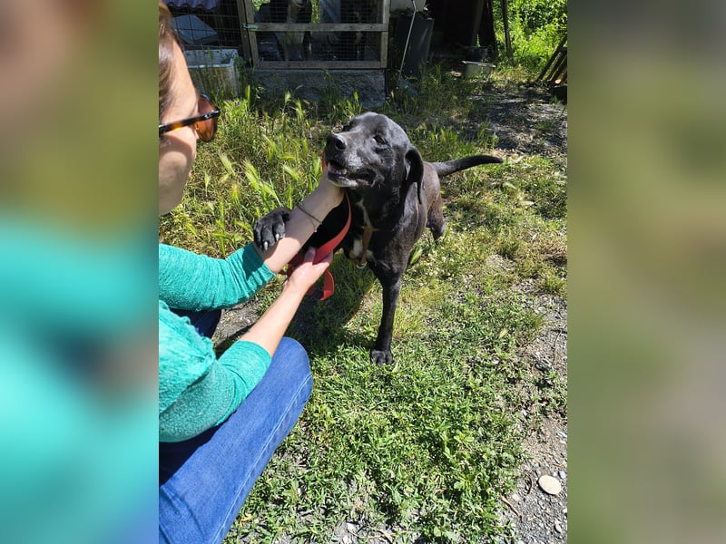 Labrador Mix