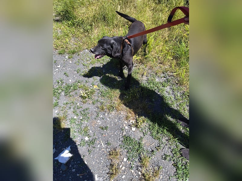 Labrador Mix