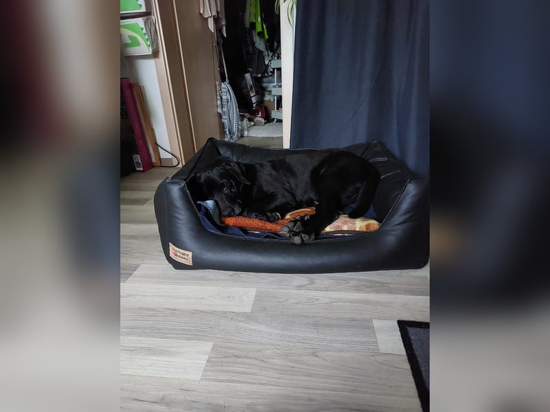 Labrador Mix