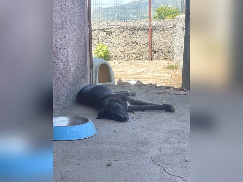 Balu - schwarzer Junghund sucht sein für immer Zuhause