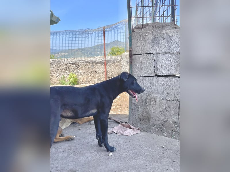 Balu - schwarzer Junghund sucht sein für immer Zuhause