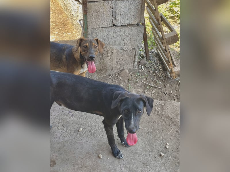 Balu - schwarzer Junghund sucht sein für immer Zuhause