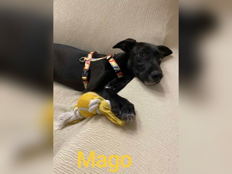❤️MAGO❤️