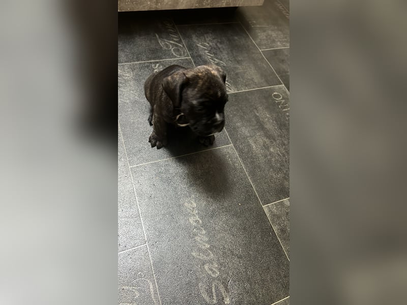 Bully-BOXER