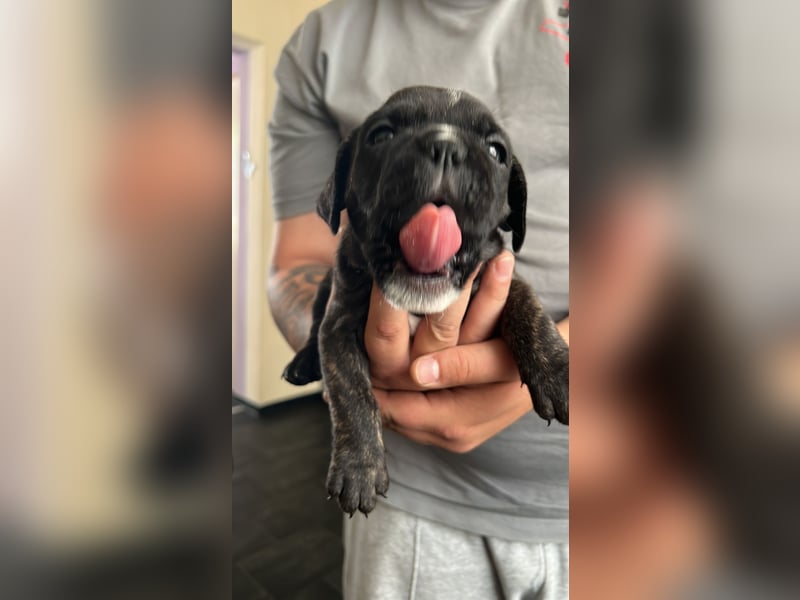 Bully-BOXER