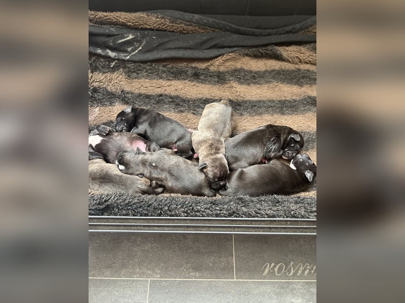 Bully-BOXER