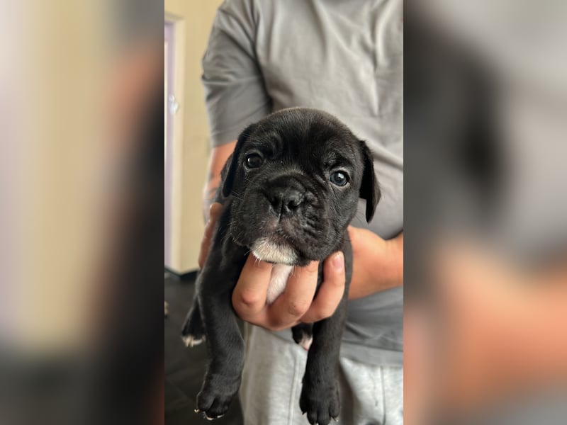 Bully-BOXER