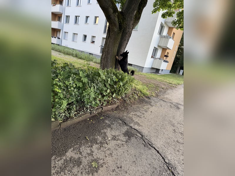 Ostsibirischer Laika