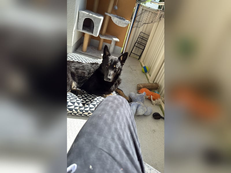 Ostsibirischer Laika