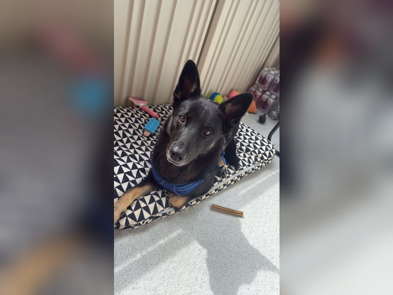 Ostsibirischer Laika