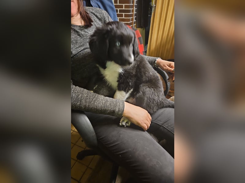 Sibirien Husky-münsterländer (alaskan husky)