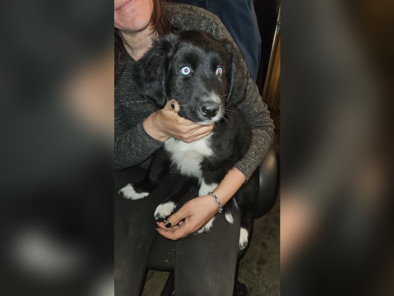 Sibirien Husky-münsterländer (alaskan husky)