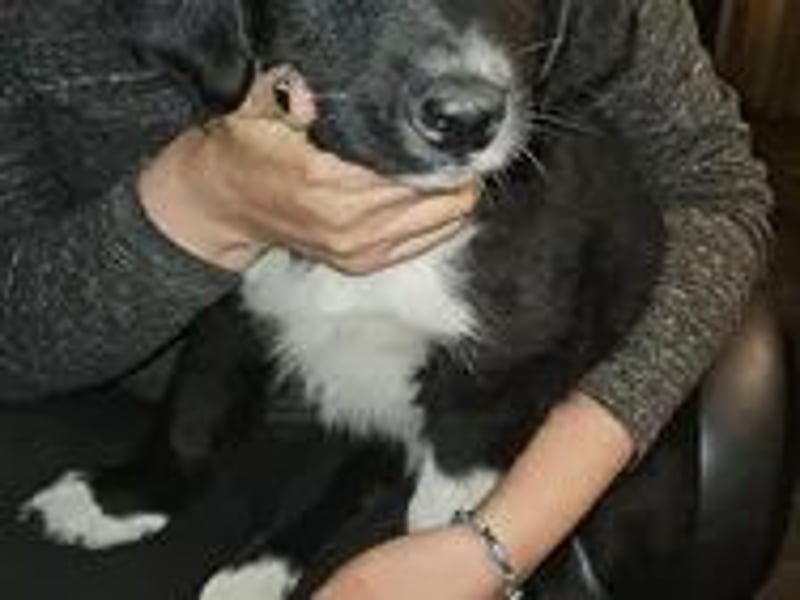 Sibirien Husky-münsterländer (alaskan husky)