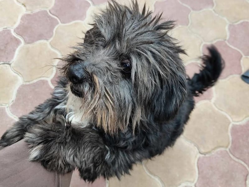 Clyde