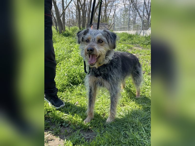 Tobias, der kluge Terrier Mix geb. 2017