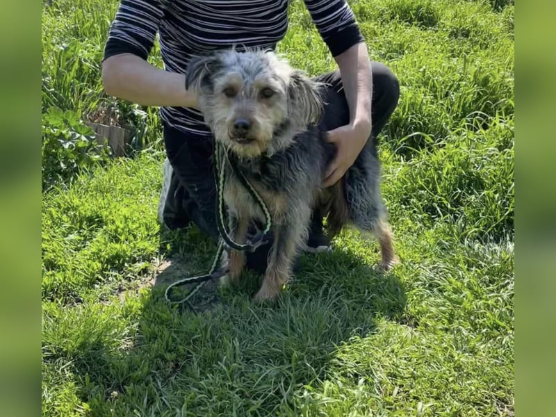 Tobias, der kluge Terrier Mix geb. 2017