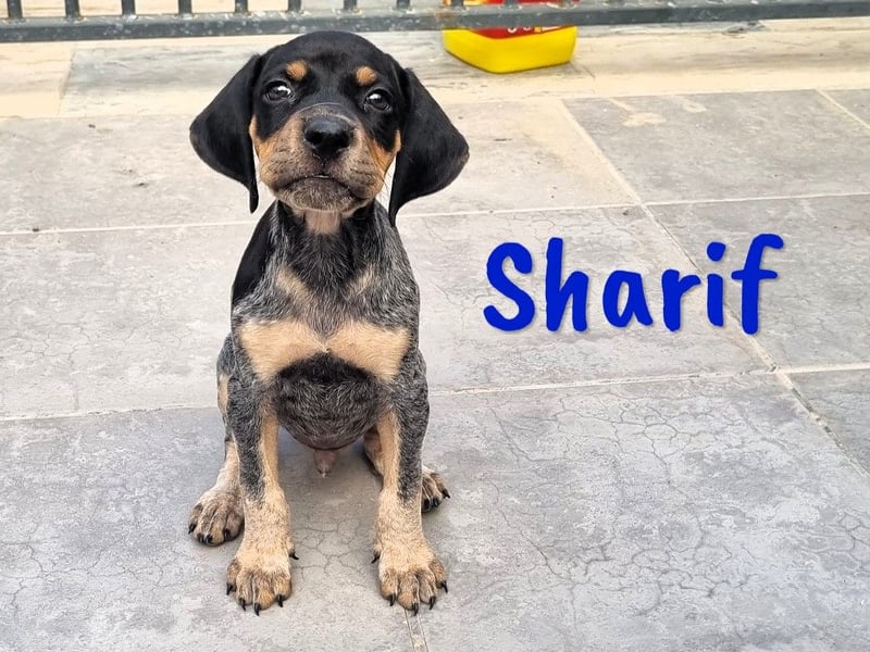 Sharif 05/2024 (ESP Pflegestelle) - sportlicher, hübscher und verschmuster Bracken-Mix Junghund!