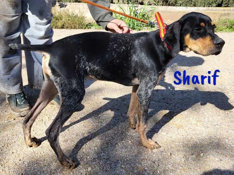 Sharif 05/2024 (ESP Pflegestelle) - sportlicher, hübscher und verschmuster Bracken-Mix Junghund!