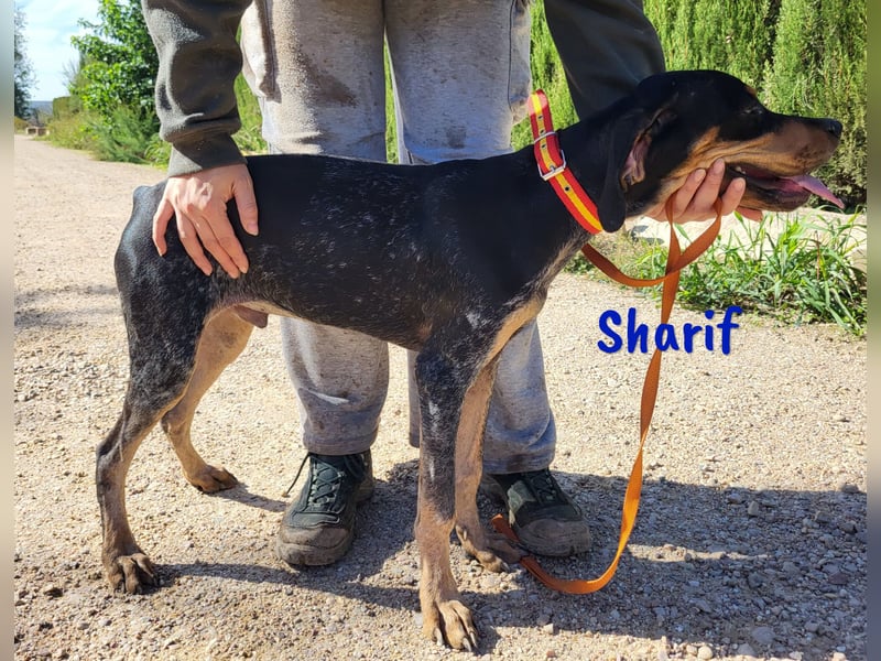 Sharif 05/2024 (ESP Pflegestelle) - sportlicher, hübscher und verschmuster Bracken-Mix Junghund!