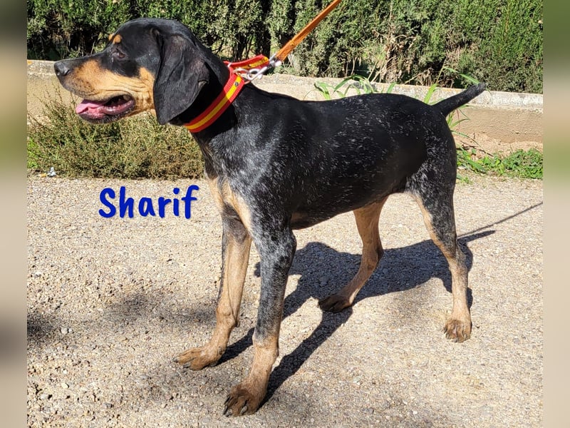 Sharif 05/2024 (ESP Pflegestelle) - sportlicher, hübscher und verschmuster Bracken-Mix Junghund!