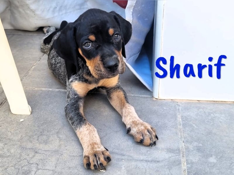 Sharif 05/2024 (ESP Pflegestelle) - sportlicher, hübscher und verschmuster Bracken-Mix Junghund!