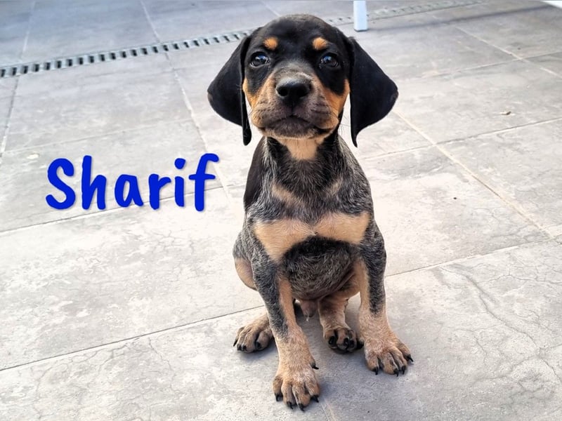 Sharif 05/2024 (ESP Pflegestelle) - sportlicher, hübscher und verschmuster Bracken-Mix Junghund!