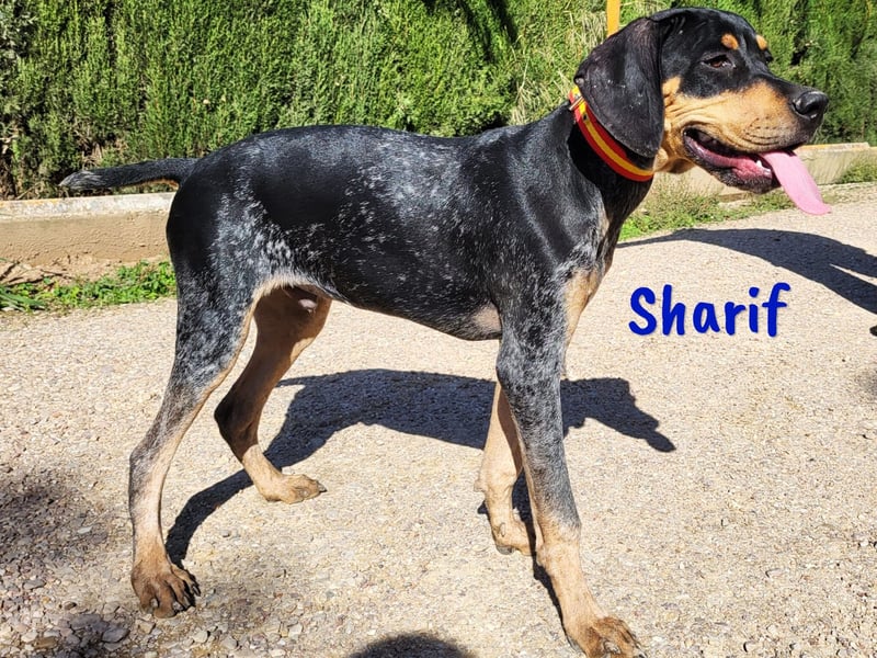 Sharif 05/2024 (ESP Pflegestelle) - sportlicher, hübscher und verschmuster Bracken-Mix Junghund!