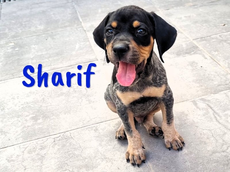 Sharif 05/2024 (ESP Pflegestelle) - sportlicher, hübscher und verschmuster Bracken-Mix Junghund!