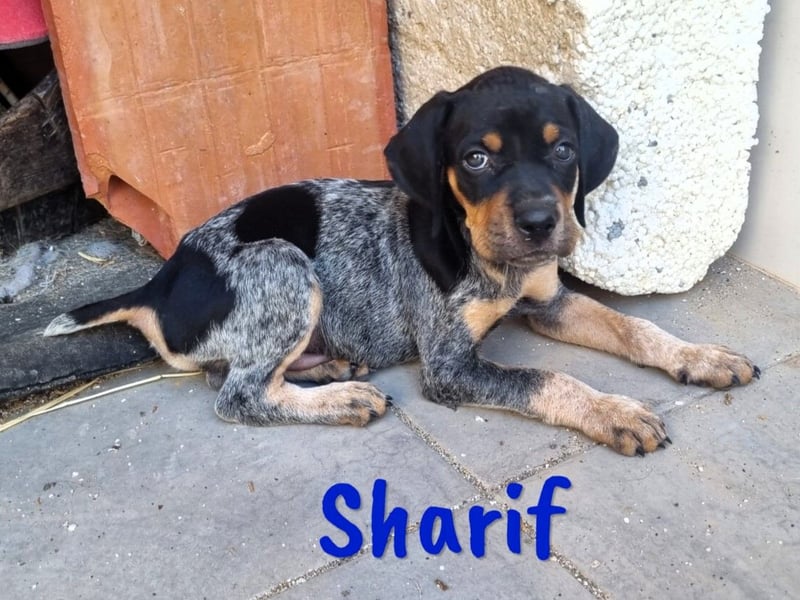 Sharif 05/2024 (ESP Pflegestelle) - sportlicher, hübscher und verschmuster Bracken-Mix Junghund!