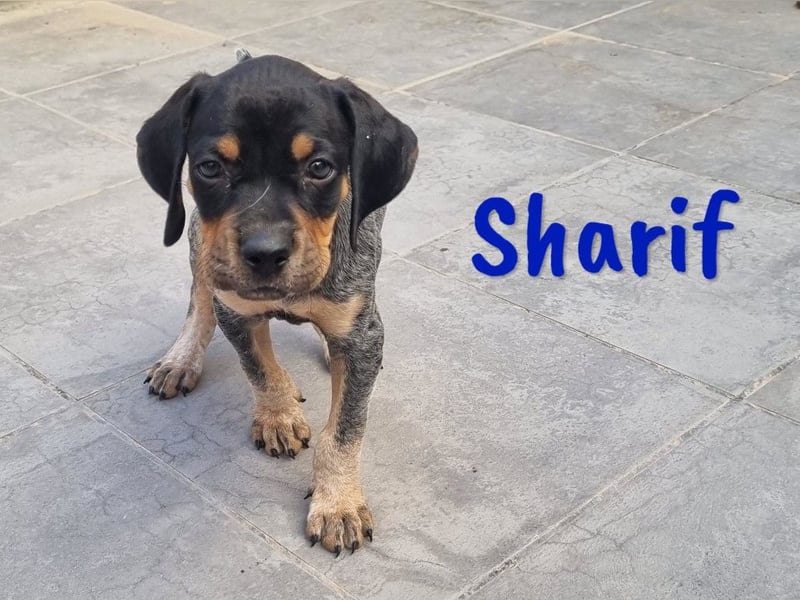 Sharif 05/2024 (ESP Pflegestelle) - sportlicher, hübscher und verschmuster Bracken-Mix Junghund!