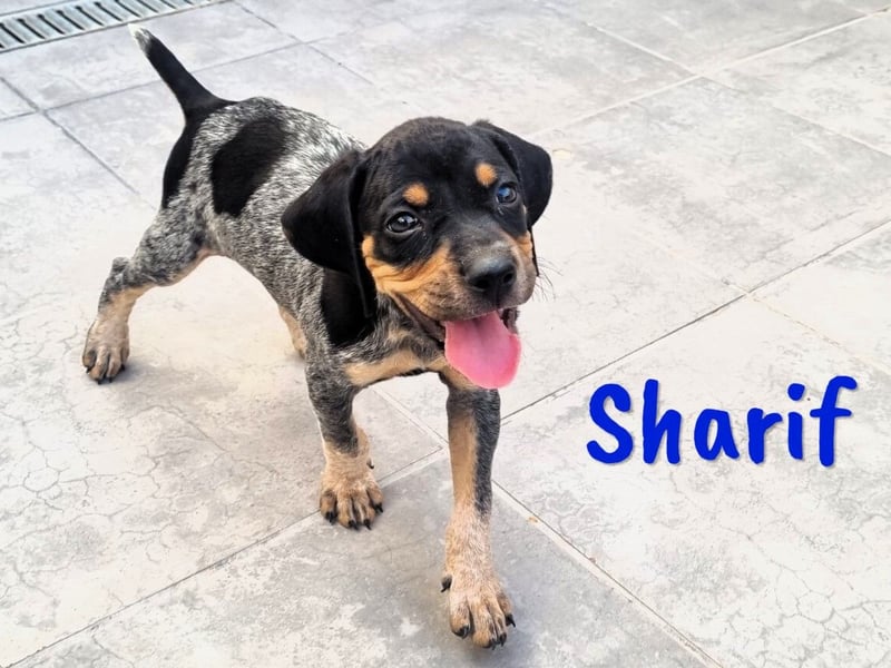 Sharif 05/2024 (ESP Pflegestelle) - sportlicher, hübscher und verschmuster Bracken-Mix Junghund!