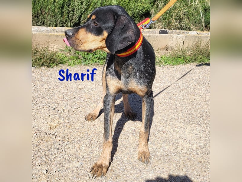 Sharif 05/2024 (ESP Pflegestelle) - sportlicher, hübscher und verschmuster Bracken-Mix Junghund!