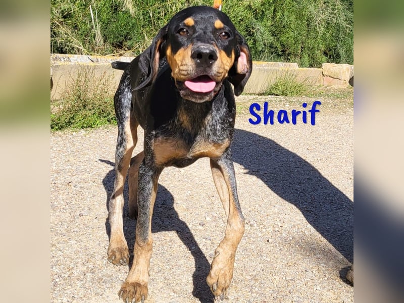Sharif 05/2024 (ESP Pflegestelle) - sportlicher, hübscher und verschmuster Bracken-Mix Junghund!