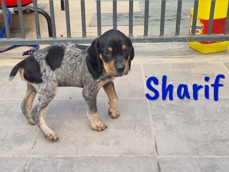 Sharif 05/2024 (ESP Pflegestelle) - sportlicher, hübscher und verschmuster Bracken-Mix Junghund!