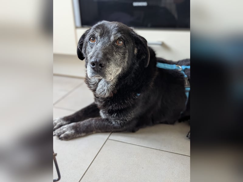 Senior sucht ein liebevolles Zuhause