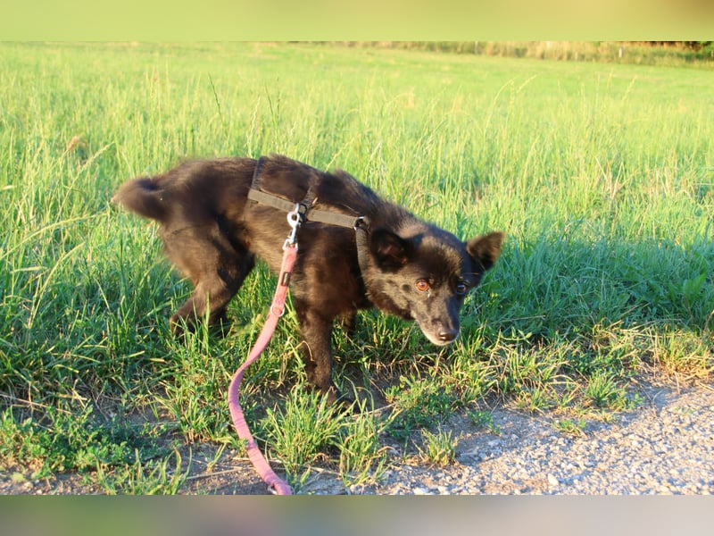 Mogli 34 cm 1 1/2-2 Jahre