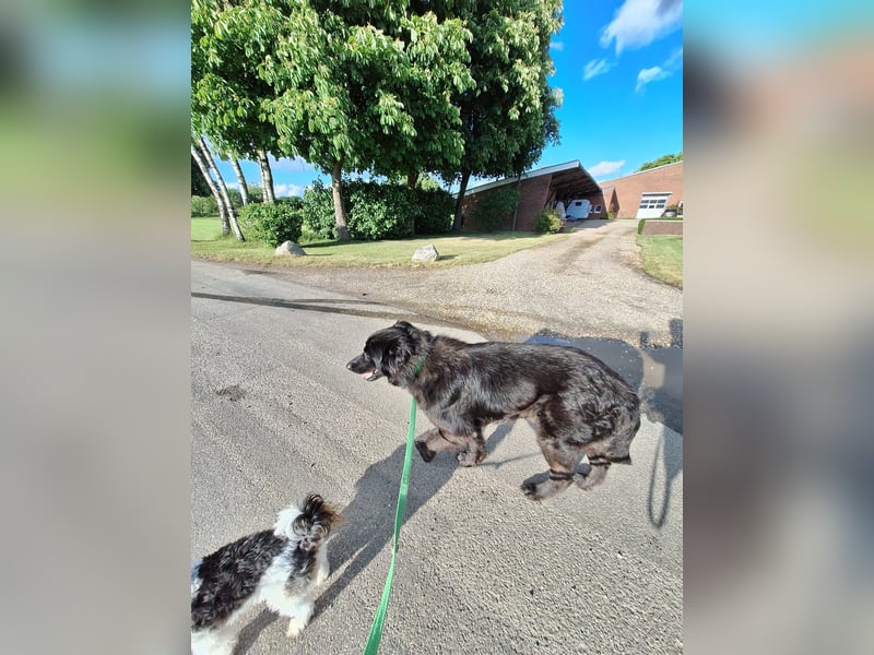 Kuschelbär sucht seine Menschen