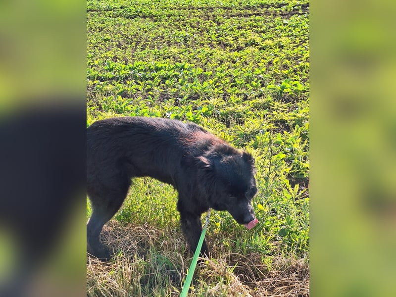 Kuschelbär sucht seine Menschen