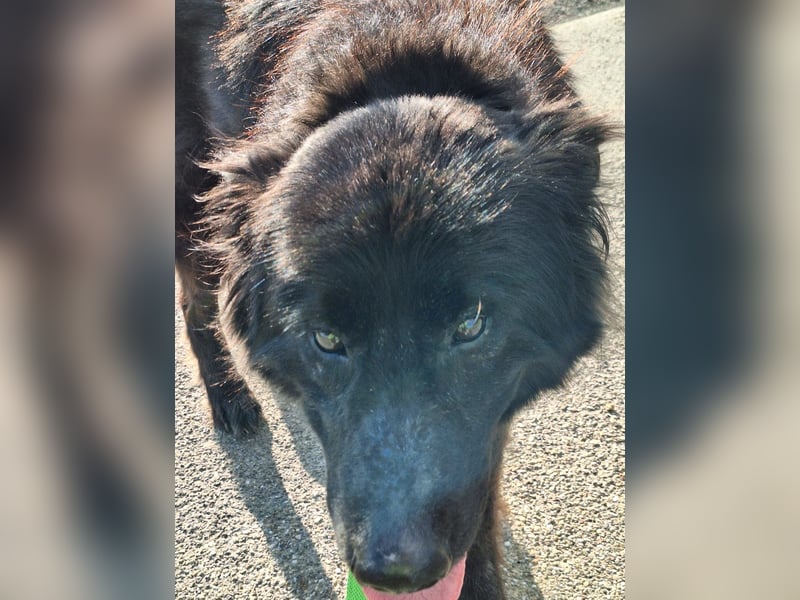 Kuschelbär sucht seine Menschen