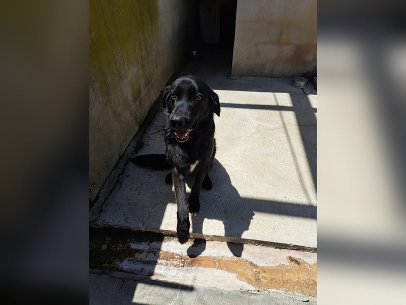 Flock sucht Zuhause mit Herz