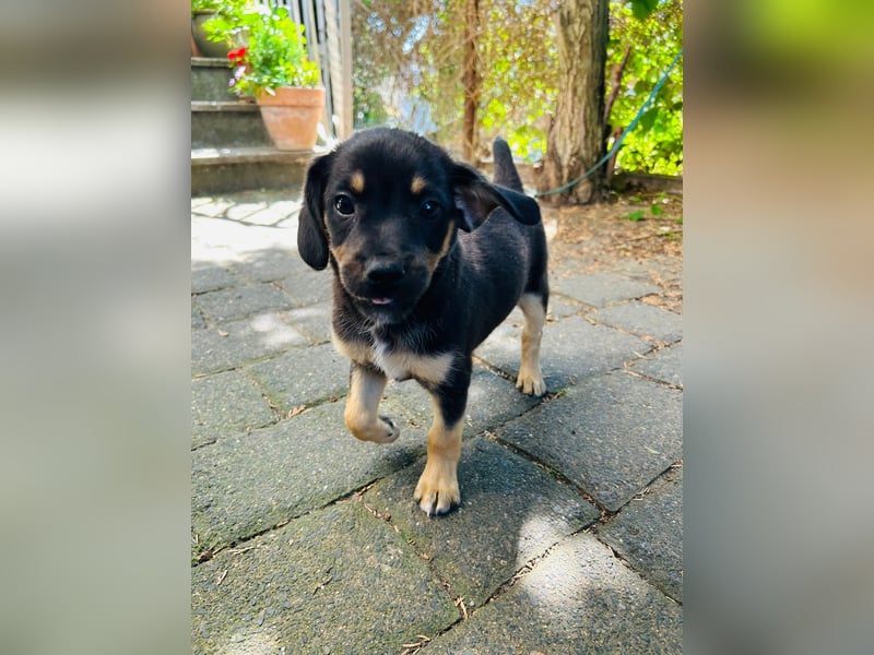 Niko, kleiner Entdecker 