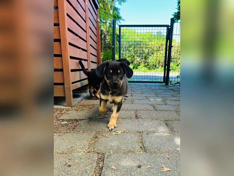 Niko, kleiner Entdecker 